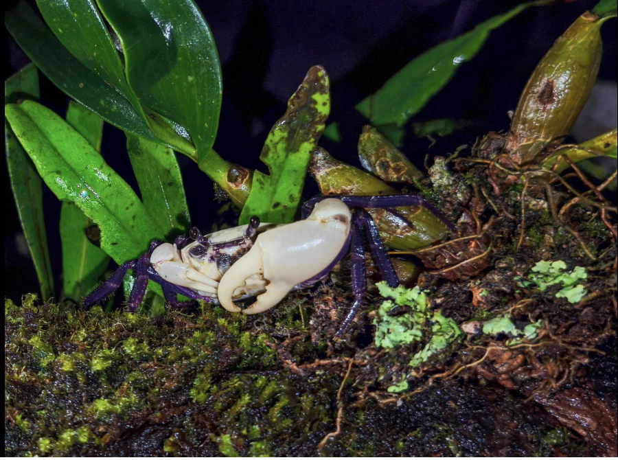 Purple Princess continents in Kaeng Krachan National Park in Thailand.