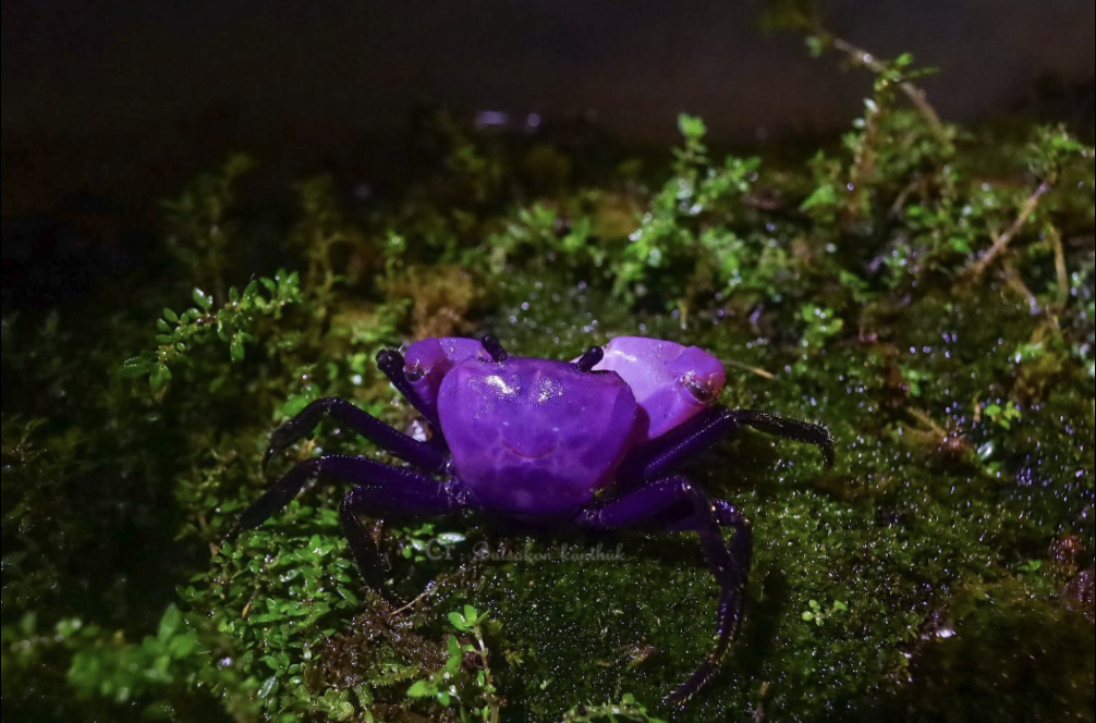Purple Princess crabs have shiny, bright shells, like gem-like