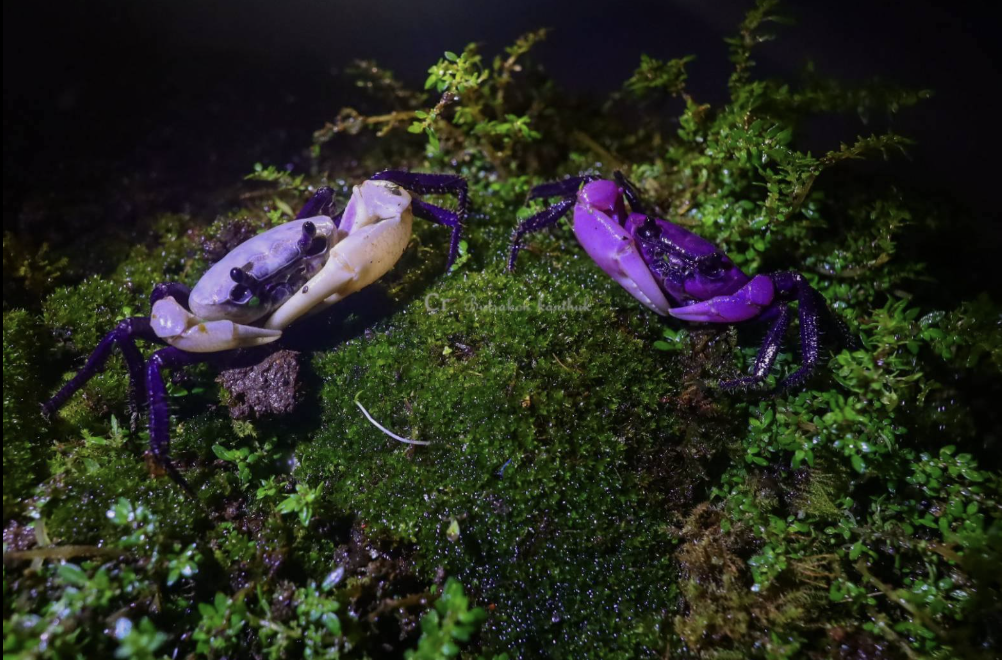 Purple Princess Crabs were named in Tai Princess Maha Chari Sirindhorn