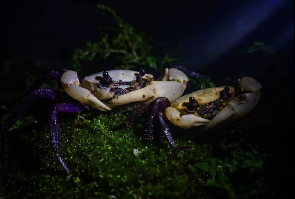 Purple Princess CRABs are indicators of biology, and showing prosperous nature.