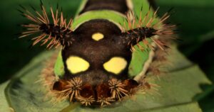 Touching This Caterpillar Could Be Fatal—Here’s Why The saddleback caterpillar (Acharia stimulea) is the larva of a Limacodid moth. Its venomous spines deliver potent sting. Large yellow eye spots further deter predators.