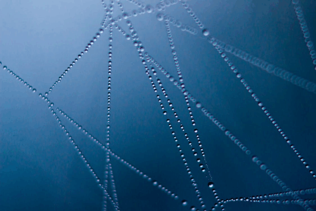 spider web with water