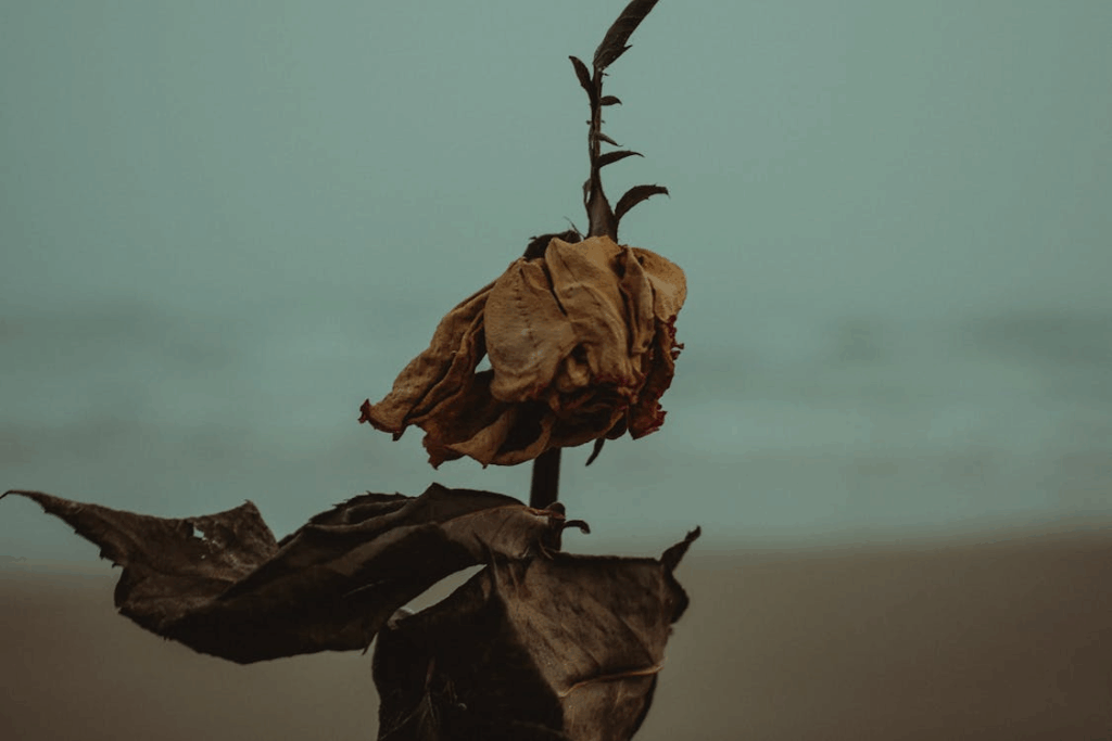 Shallow Photography of Dried Leaves