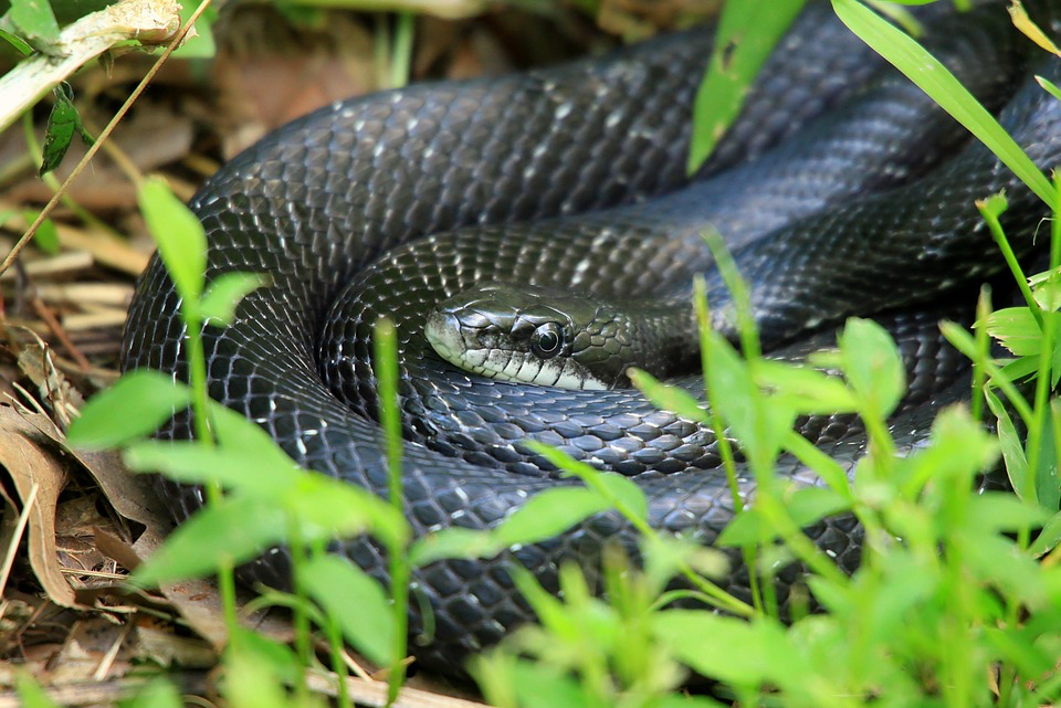 Dark snake curled up in tall grass and vegetation.