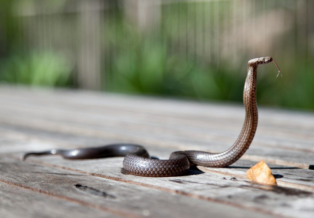 Snake resting on wooden deck boards near a home.
