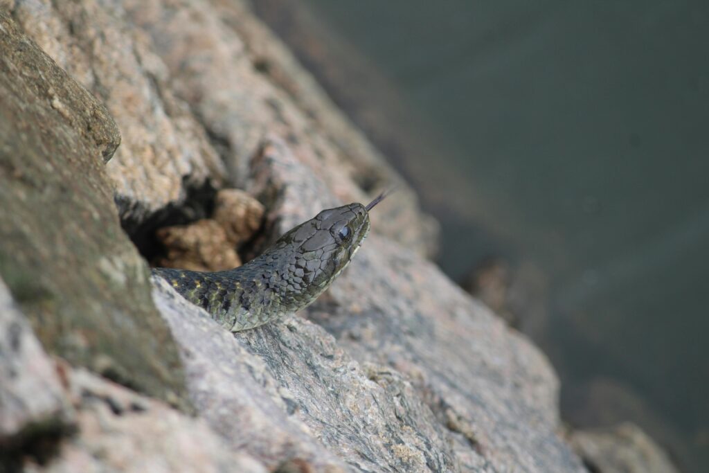Snake head visible among rocks where snakes commonly hide.