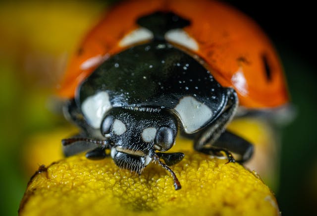 lady bug on a flower