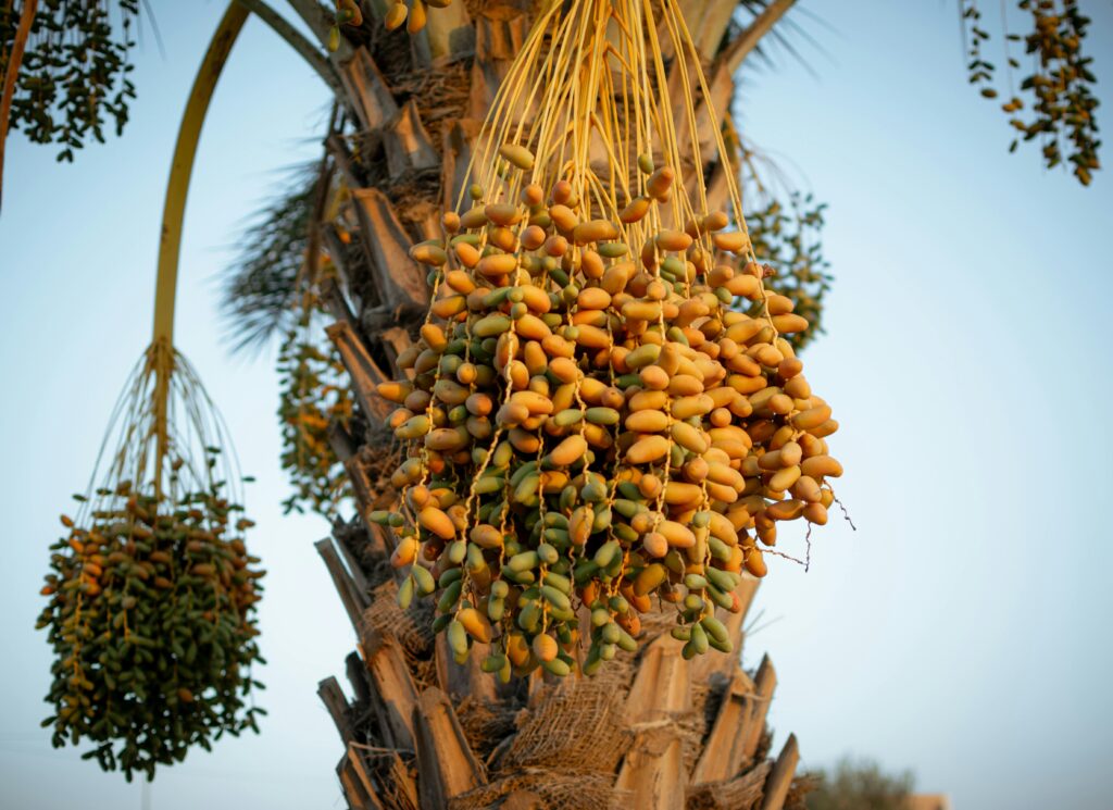 Discover the benefits of date coffee seeds, a caffeine-free drink rich in antioxidants, fiber, and nutrients for better health.