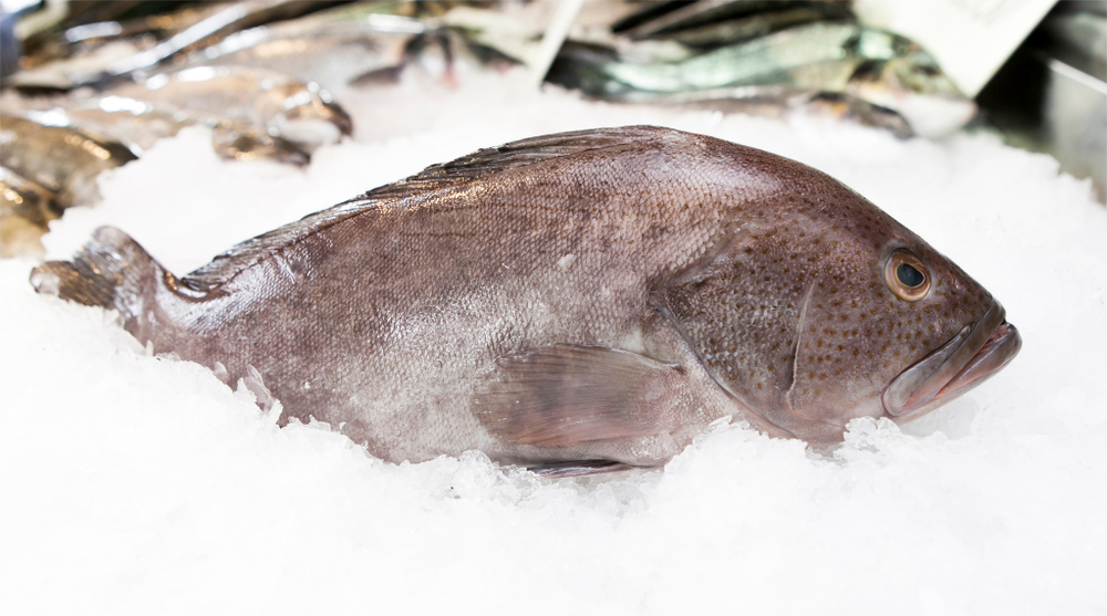Fresh Grouper fish on white background