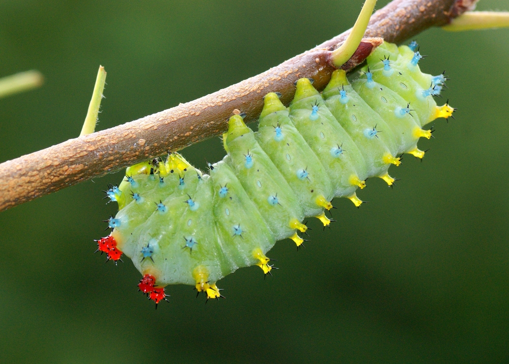 A giant silk butterfly or moth caterpillar, Hyalophora cecropia