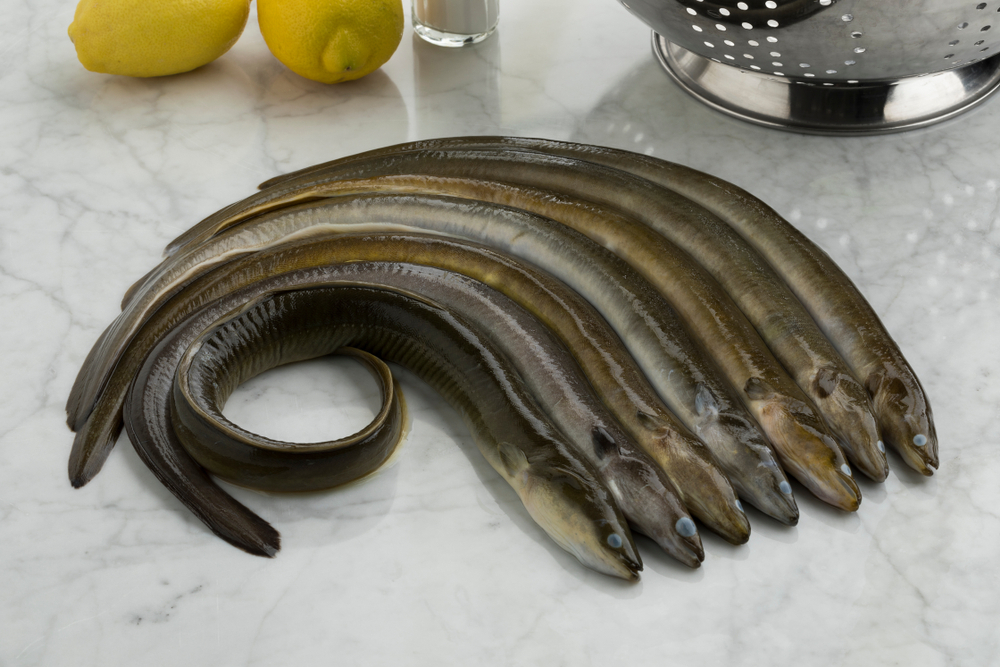 Fresh raw eels in the kitchen ready to cook