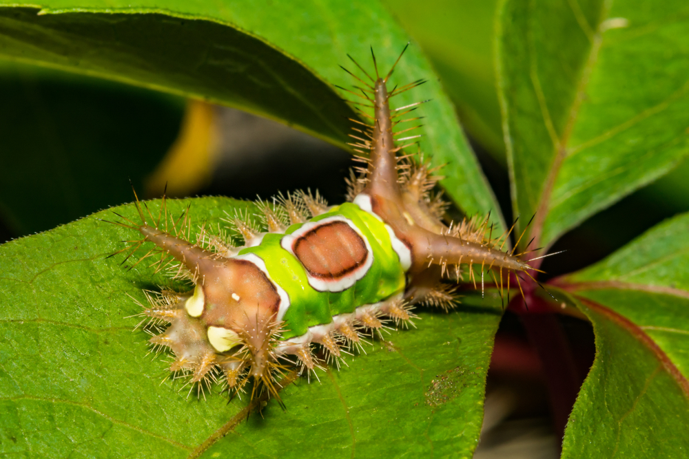 Saddleback Caterpillar (Acharia stimulea)
