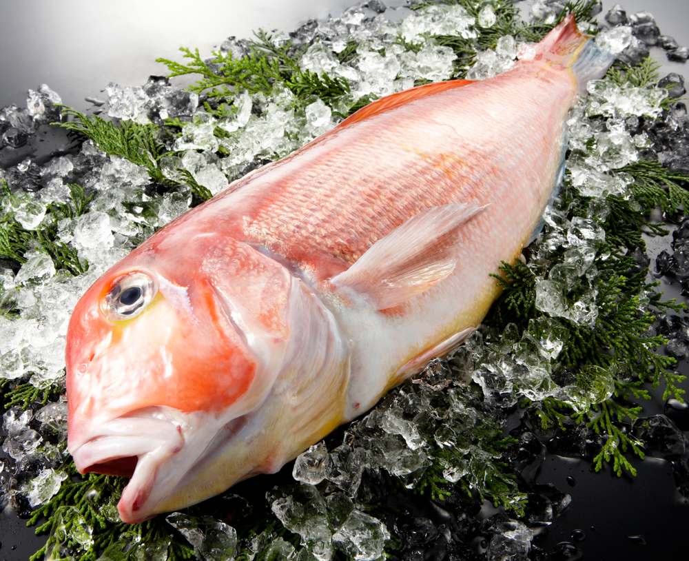 Ice-chilled Tilefish on black background
