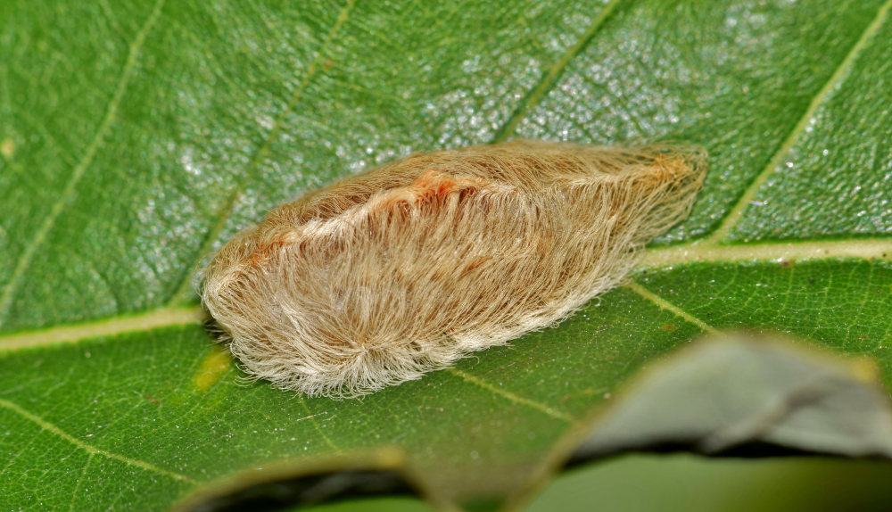 Flannel moth caterpillar on an Oak leaf during Fall season in Houston, TX. These caterpillars are venomous.