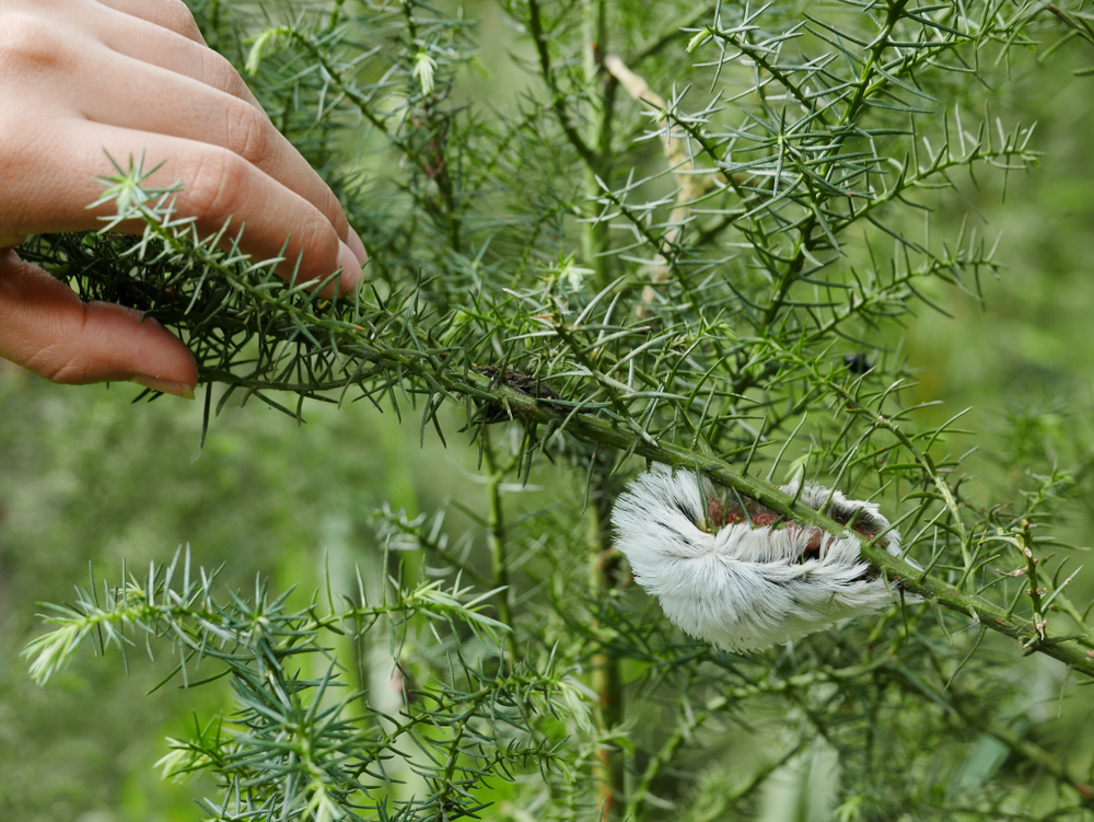 Beautiful and Dangerous White Hairy Caterpillar (Megalopyge opercularis)