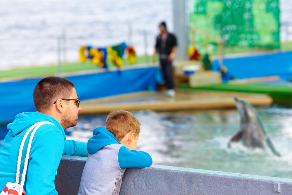 family watching the dolphin show