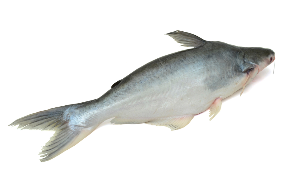 Fresh Yellowtail catfish (basa fish) isolated on white background
