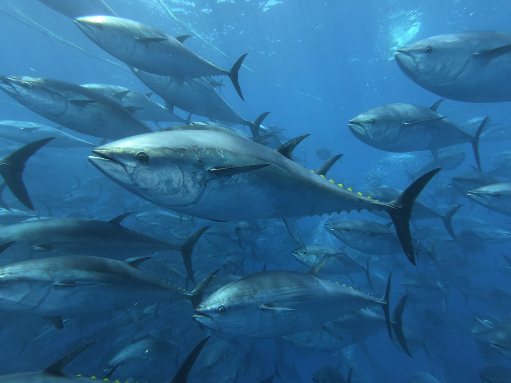
a group of tuna in the depths of the Mediterranean sea
