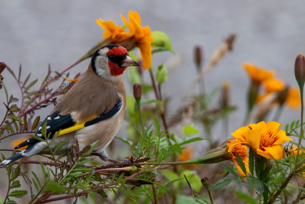 A european goldfinch eat the seeds of marigold orange flower. carduelis carduelis.