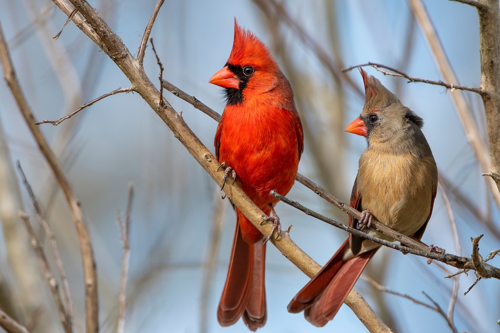 Northern Cardinal Mates Perched on Bare Branches on Cold Windy Day in Louisiana