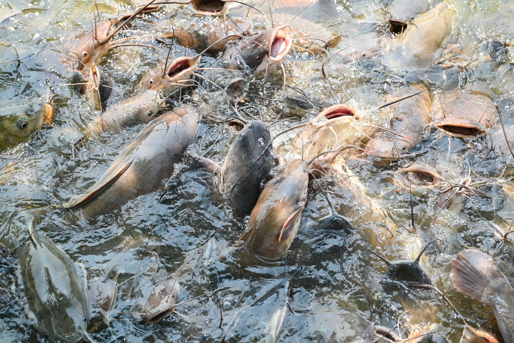 Catfish eating food on the catfish farm, feeds many freshwater fish agriculture aquaculture, catfish floating for breathe on top water in lake near river Asian