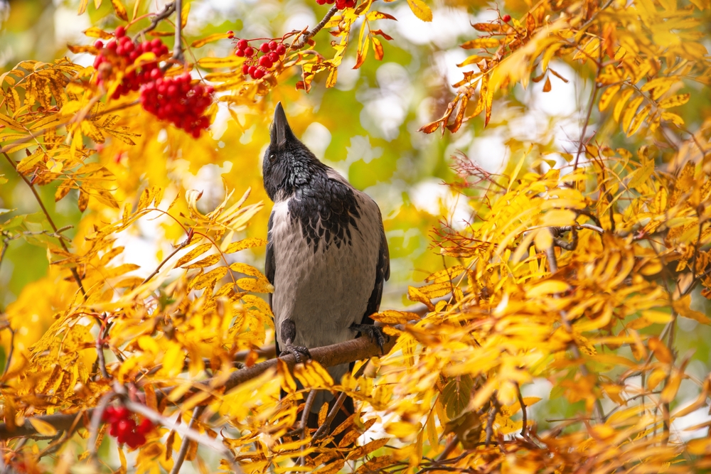 Gray crow sits on a branch of a rowan tree with its beak raised up and looks at the red berries. Autumn landscape with mountain ash and bird. Feeding urban crows.