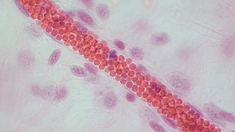 Light micrograph of capillary microcirculation showing blood vessel lumen with red blood cells. Histological section stained with hematoxylin and eosin. Magnification - 1000.