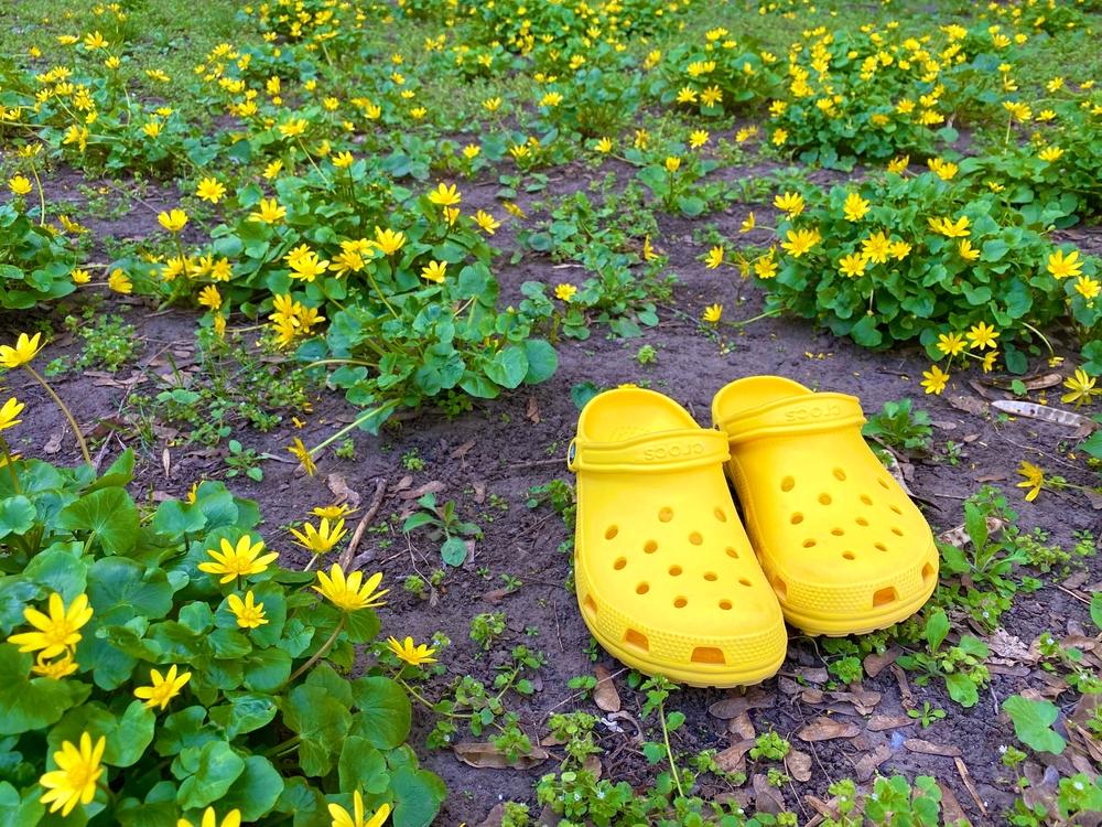 Odessa, Ukraine - April 2022: Bright yellow Rubber Crocs. Summer vacation trendy shoes, blooming yellow flowers, fresh green grass. Stylish sandals. Sustainable fashion footwear, reusable material.