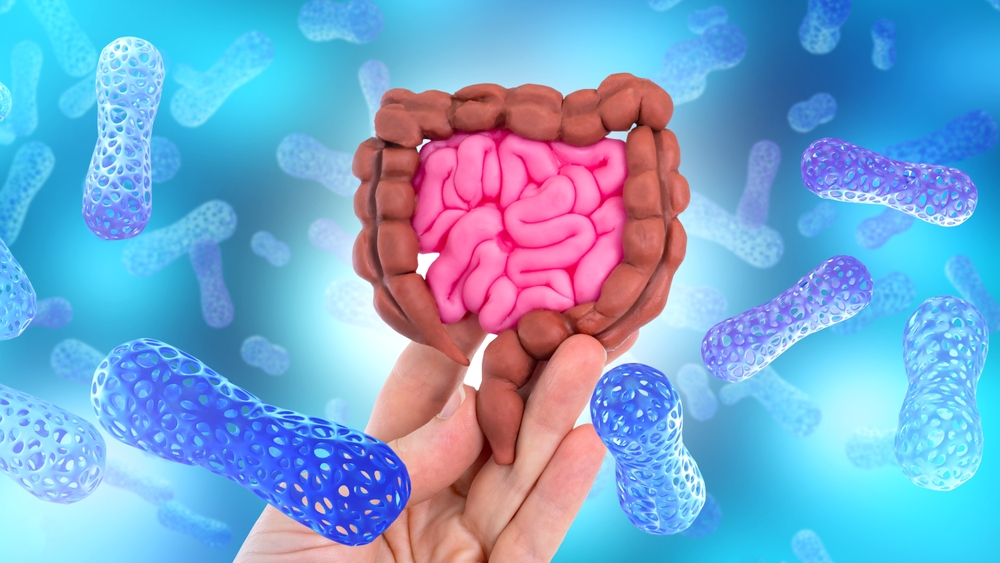 Intestines of person with probiotics. Useful bacteria around digestive system. Model of intestines in hand. Probiotics to protect property. Use of good microbes in media. Probiotics vitamins