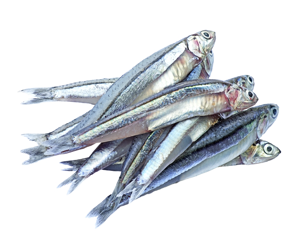  Close up anchovies or gray anchovy isolated on white background.