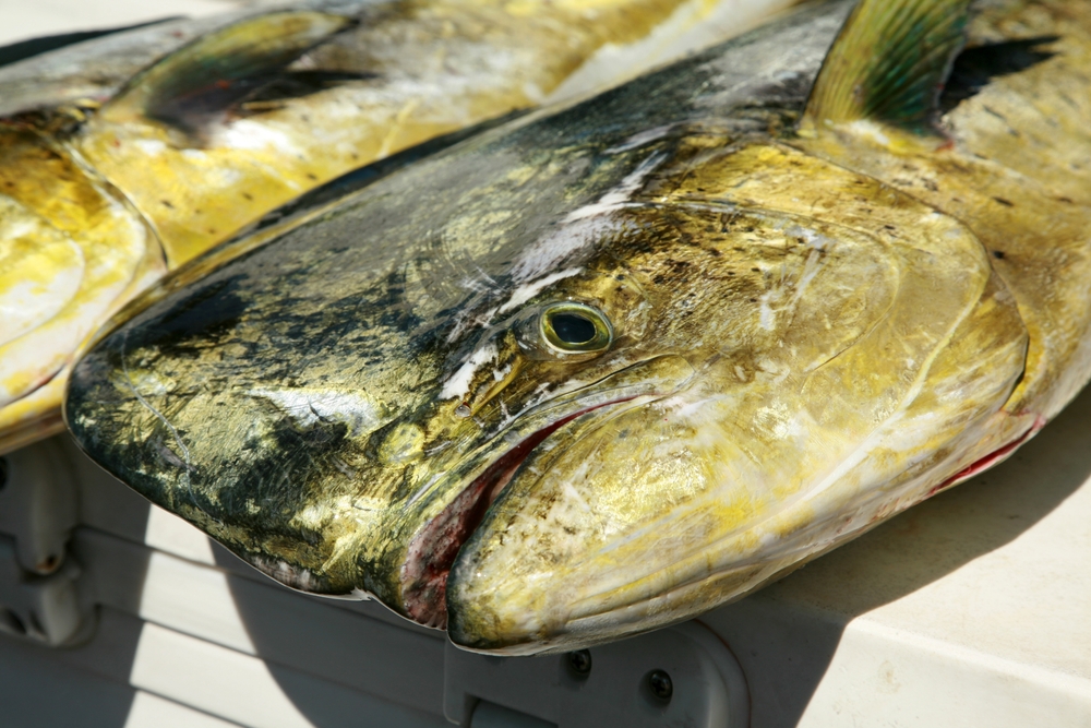 MAHIMAHI. Fresh Caught Mahimahi in Maui, Hawaii. Mahimahi is thin-skinned with firm, light pink flesh. It has a delicate flavor that is almost sweet. Hawaii’s Mahimahi is a highly-regarded product.   