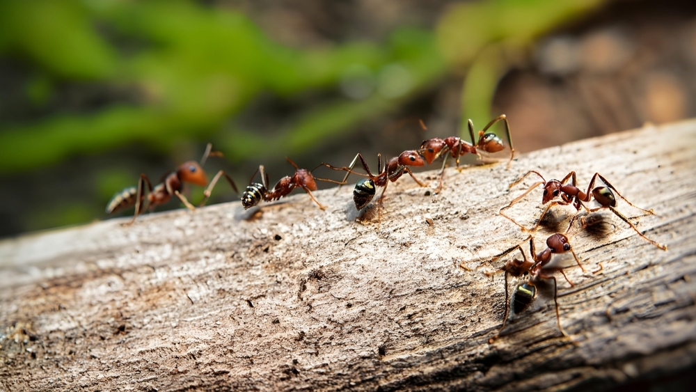 a colony of ants walking on a log in the forest