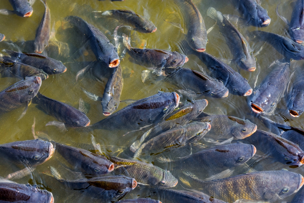 tilapia, many fish that have economic value in the agricultural industry