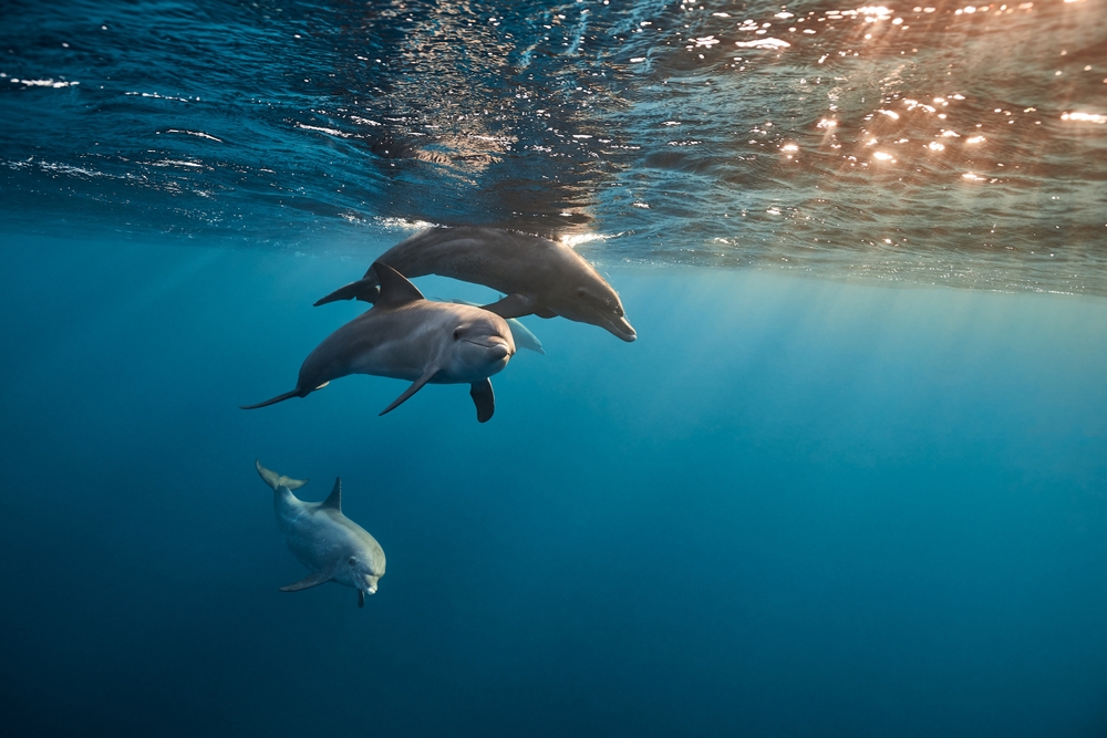 Common bottlenose dolphin tursiops truncatus underwater