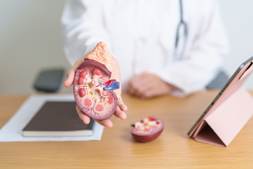 Doctor with Kidney Adrenal gland anatomy model and tablet. disease of Urinary system and Stones, Cancer, world kidney day, Chronic kidney, Urology, Nephritis, Renal, Transplant and health