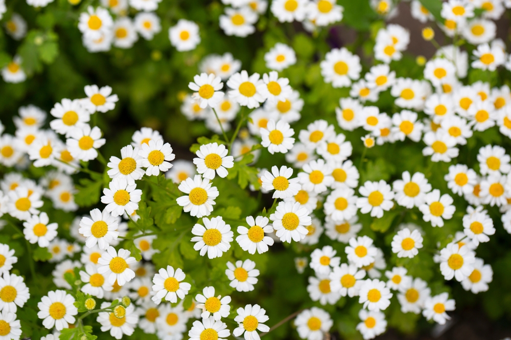 Tanacetum parthenium (feverfew) white yellow flowering plant. Traditional medicinal daisy herb in summer garden.