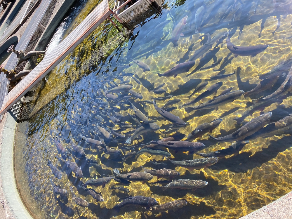 Fish in a breeding in salmon fish hatchery 