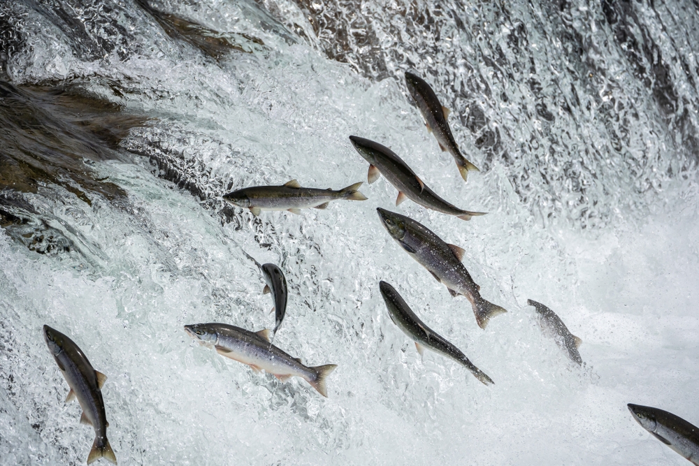 salmon jumping over the river
