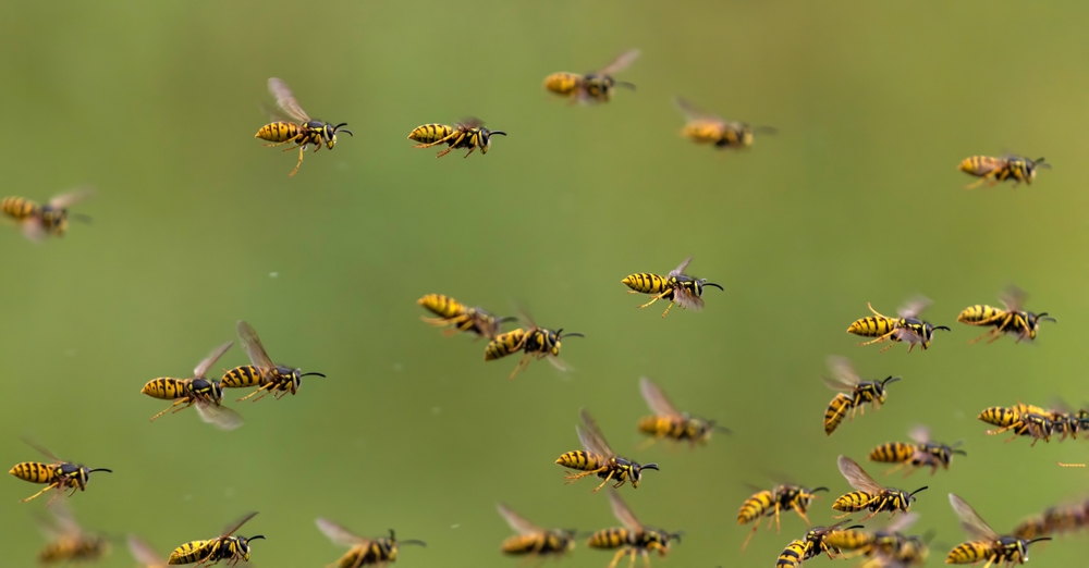 large swarm of dangerous striped stinging insects wasps fly against the background of a green summer garden