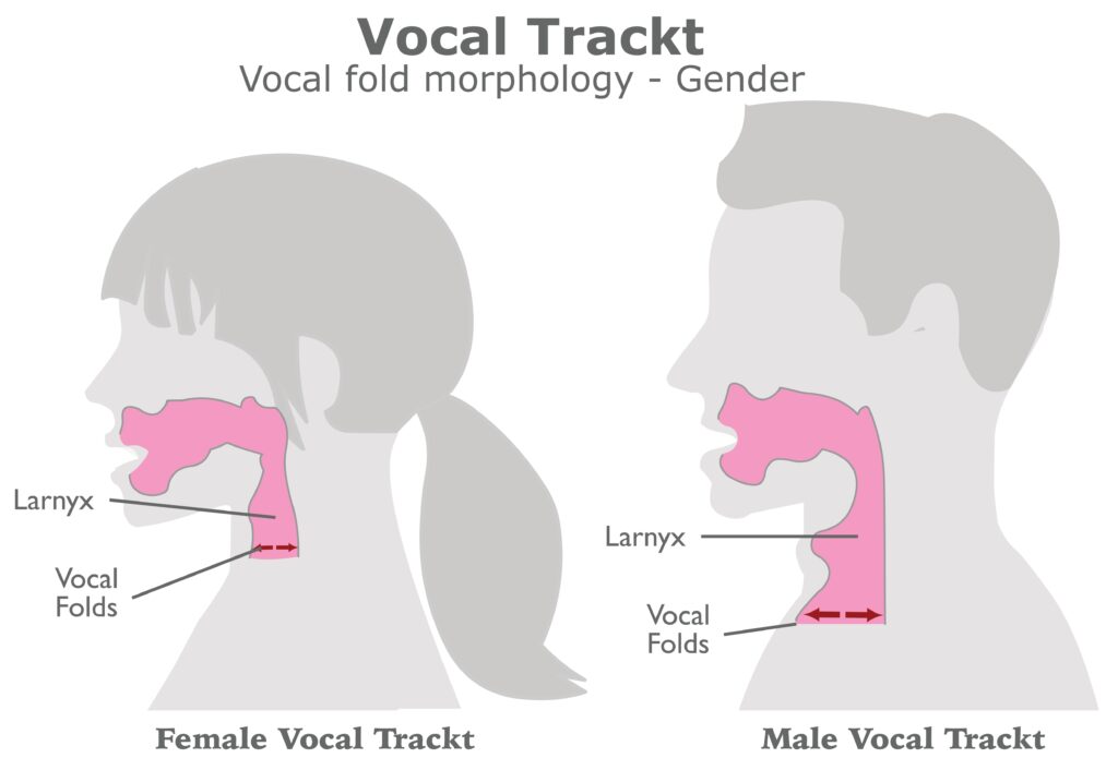 Vocal tract anatomy. Vocal folds in female and male. Gender in human phonation. Voice differences between men and women. Vector illustration