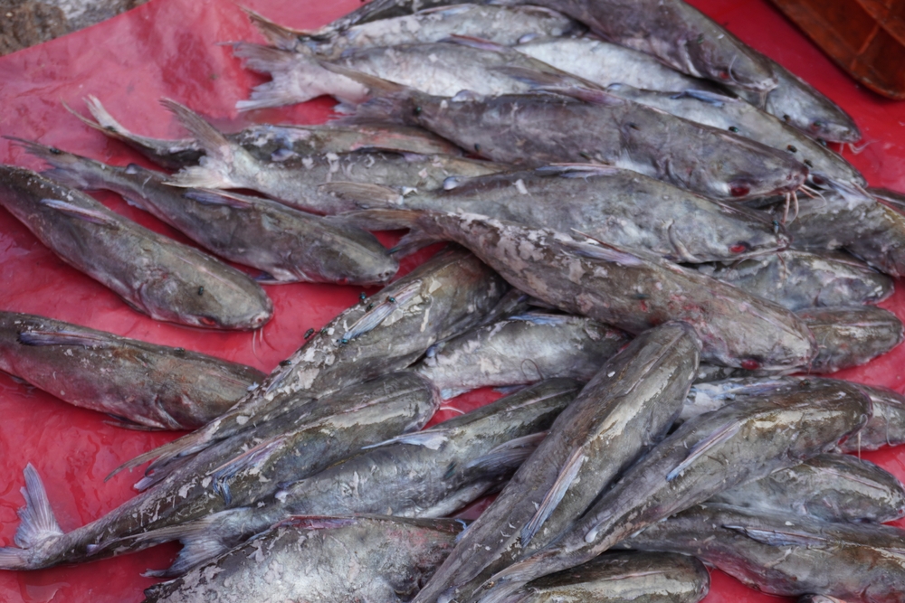  A pile of Chilean Sea Bass showcasing for sale in a fish market