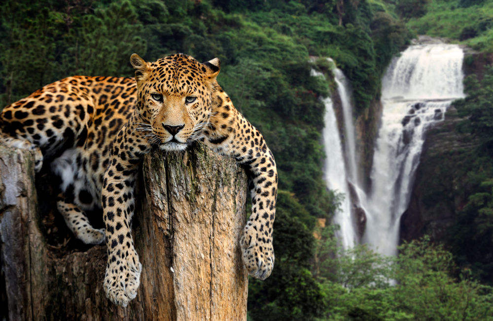 Leopard on the tree against the background of a waterfall