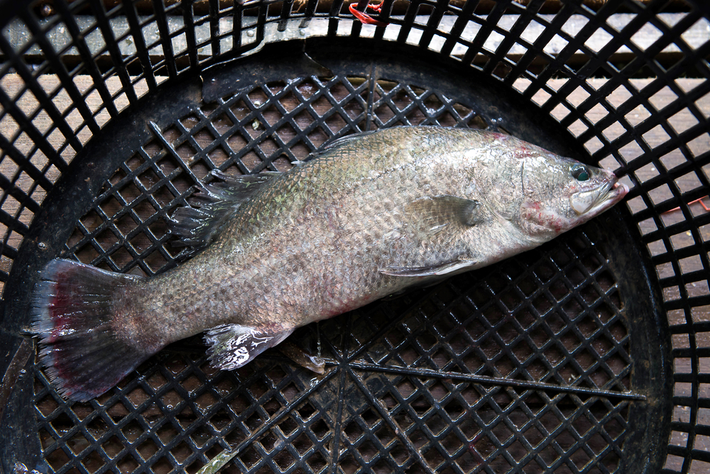 Barramundi, Silver perch, White perch