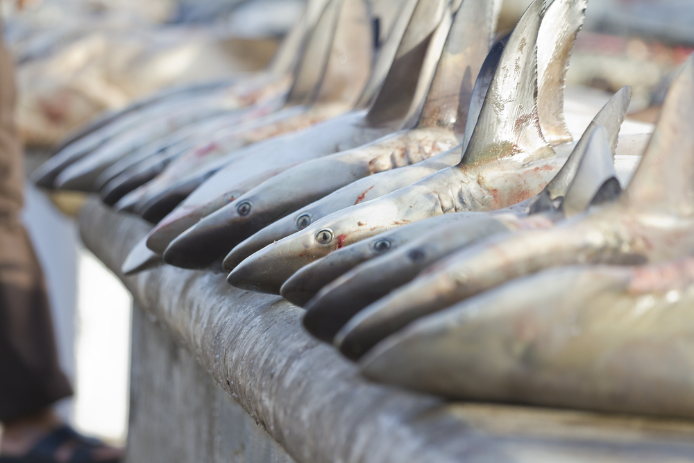 sharks at a fish market, Dubai,United Arab Emirates