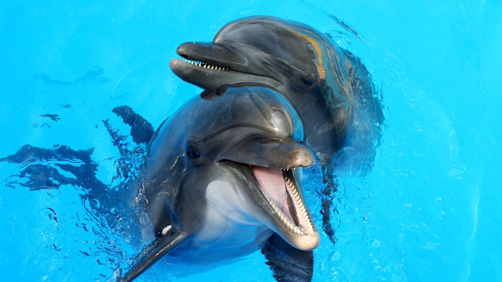 dolphins swimming in the clear blue water of the pool closeup
