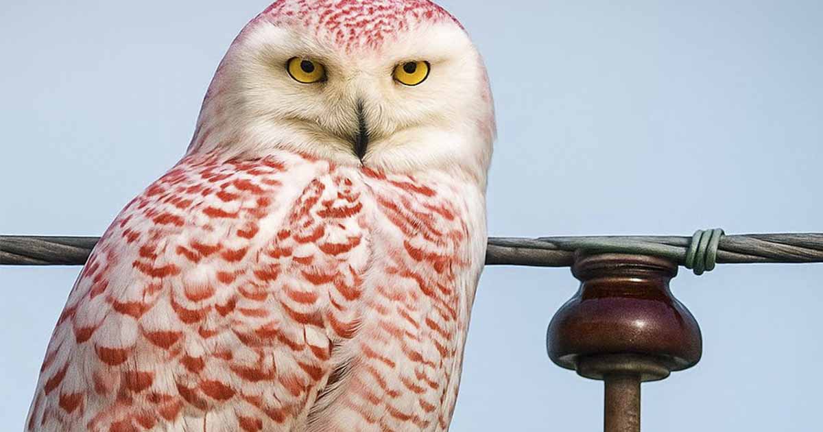 Rare ORange Snowy Owl Visible in the US Rare ORange Snowy Owl Visible in the US