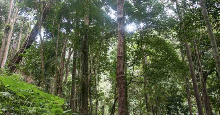 This Couple Spent Over 20 Years Turning a Dead Piece of Land into Thriving Rainforest - Featured image