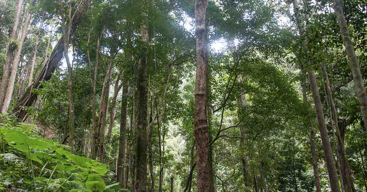 This Couple Spent Over 20 Years Turning a Dead Piece of Land into Thriving Rainforest