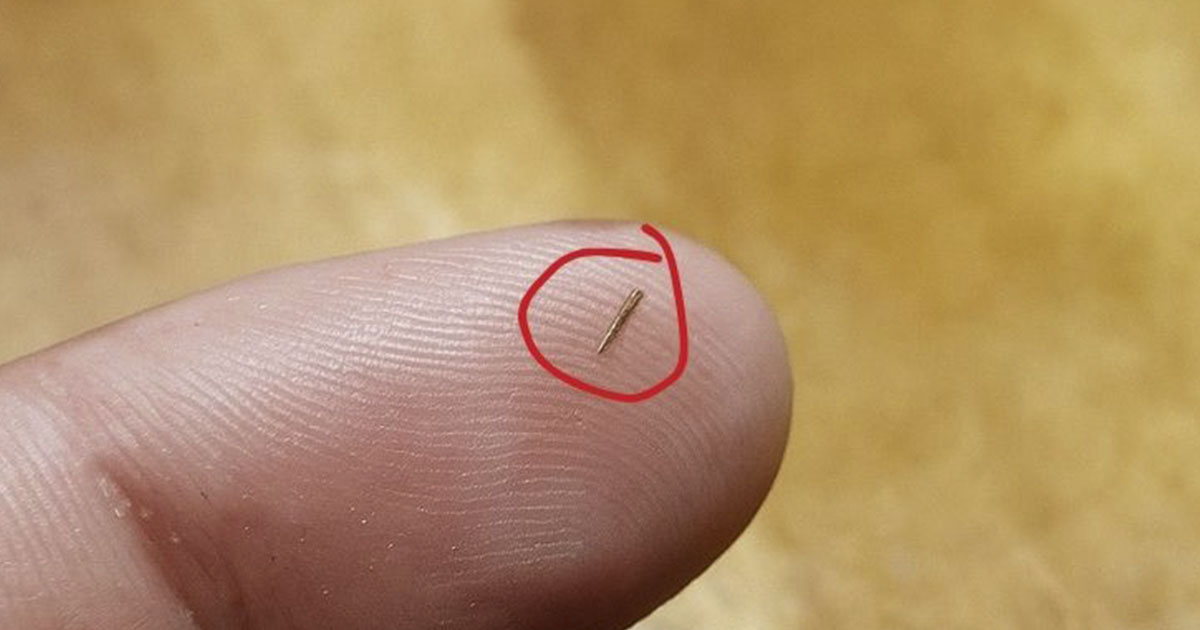 9 easy home remedies to remove fleas safely 9 easy home remedies to remove fleas safely