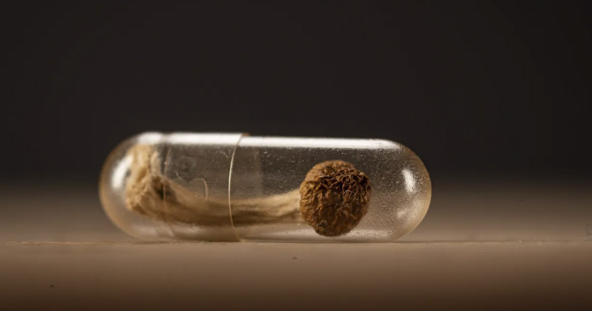 Psychedelic treatment shows a promise to find long-term stress